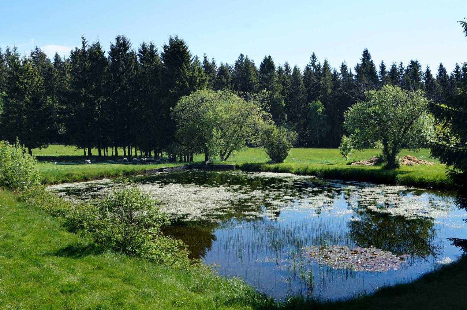 Kammbaude Neuhermsdorf Kültér fotó